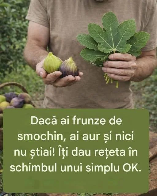 (2) Rețete | DACĂ AI FRUNZE DE SMOCHIN, AI AUR ȘI NICI NU ȘTIAI | Facebook Frunze de smochin utilizate în rețete delicioase și sănătoase