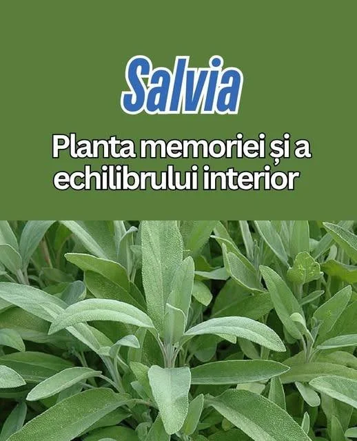 Ceai de salvie Ceai de salvie în ceașcă, ideal pentru sănătate și relaxare
