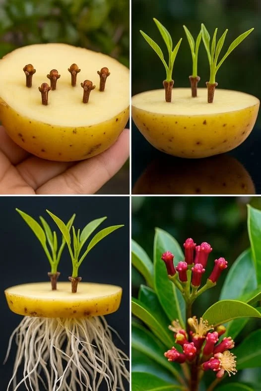 Rețete | De la semințe minuscule la plante aromatice de cuișoare: Cea mai simplă modalitate de a le cultiva acasă | Facebook